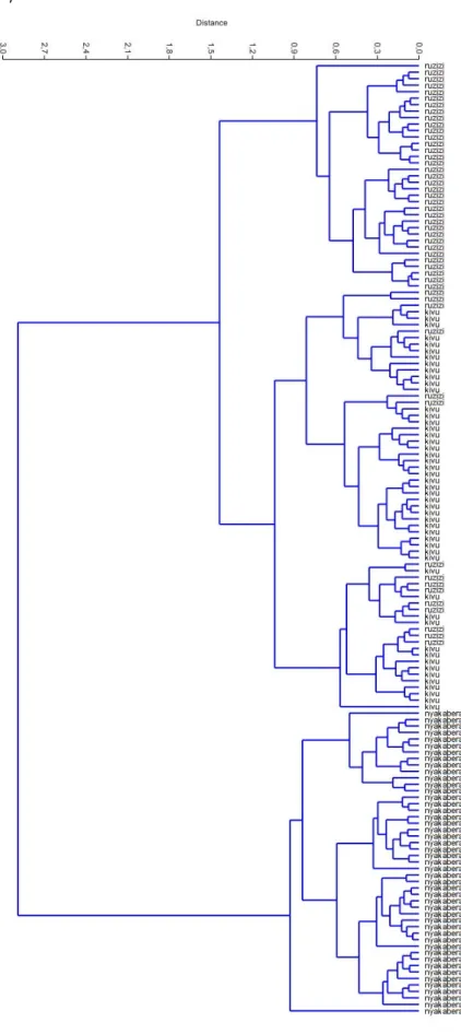 Fig. 4.  Dendrogramme de l’analyse de la classification hiérarchique de 3 souches d’Oreochromis niloticus (Lac Kivu, Ruzizi et  Nyakabera) basé sur les caractères morphométriques 