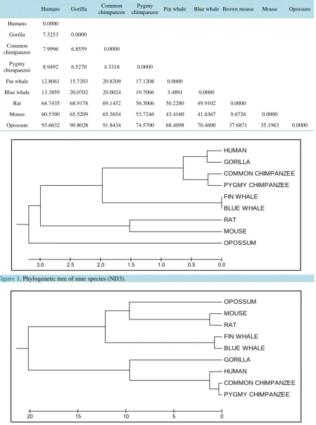 Figure 1. Phylogenetic tree of nine species (ND3).                                                                                                          