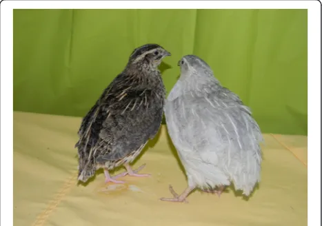 Figure 1 Wild-type (left) and lavender (right) Japanese quail.