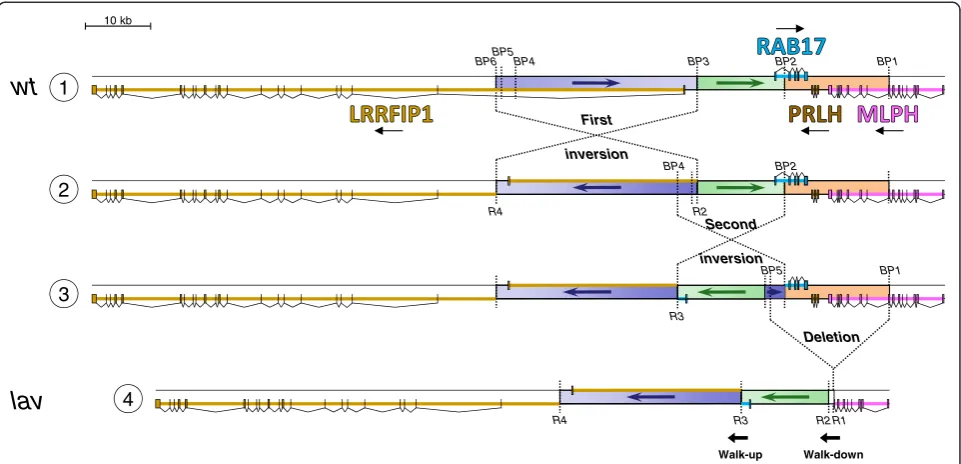 Figure S1) followed by sequencing, except for BP3 and