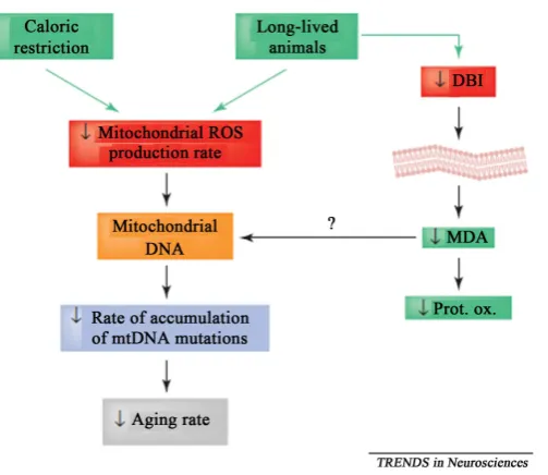Figure 2. The summary of available results from mammals and birds is related to aging and oxidative stress