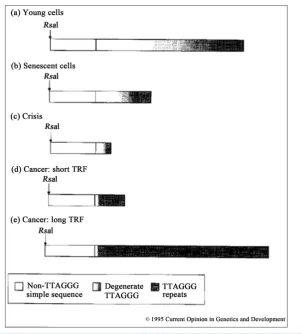 Figure 3. Simplified model of human terminal restriction fragment (TRF) structure. (a) An av-erage TRF in cells from a newborn baby may have −4 - 6 kb of pure]q-AGGG repeats at the ter-minus and 3 - 5 kb of degenerate TTAGGG repeats and other simple sequen
