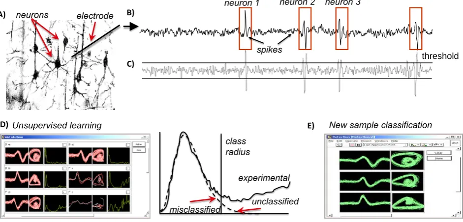 Fig. 3. A) The extracellular microelectrode recordings register the activity of few neurons located near the microelectrode tips