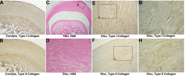 Figure 1. Analysis of the intact control. (A) Immunohistochemistry of type I collagen 