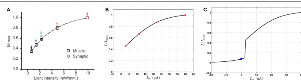 FIGURE 8 | Postsynaptic currents in response to excitation of motorneurons, normalized by the maximum current