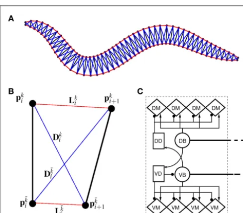 FIGURE 1 | (A) Structure of the physical model. The worm is representedschematic diagram of a single segment of the physical model illustratingnomenclature