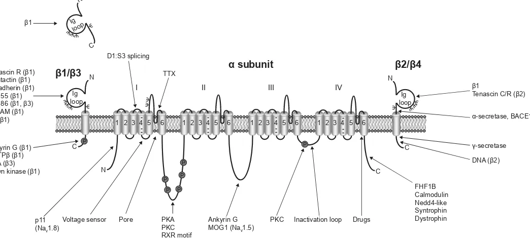 Figure 1. Multifunctional interactions of VGSCs. Basic topology of the pore-forming α subunit is shown, consisting of four homologous domains each containing six transmembrane segments