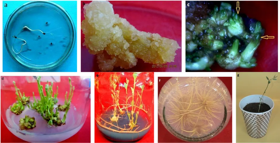 Figure 1. Showing the different steps from callus induction to maturity in plastic pots for acclimation
