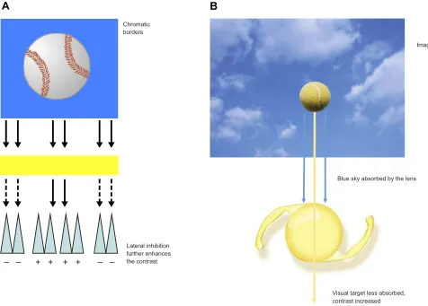 Figure 4 Effects of blue light ﬁltration on chromatic contrast. Colored ﬁlters can create luminance edges (A) and enhance chromatic contrast (B).