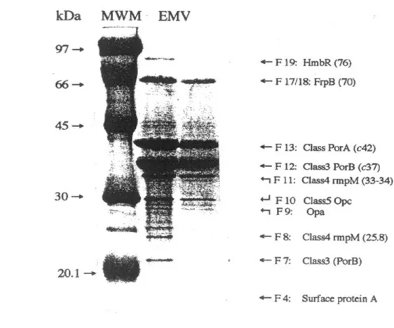 Figure 3.  Eight meningococcal outer membrane proteins were identified in Proteoliposome 