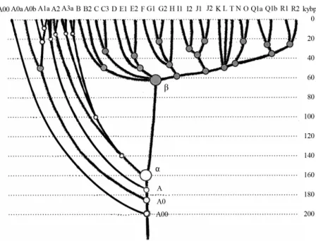 Figure 4.  Haplogroup tree of the 