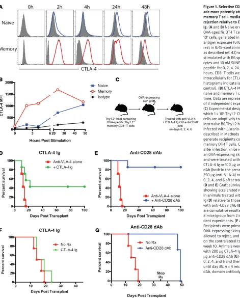 Figure 1. Selective CD28 block-ade more potently attenuates 