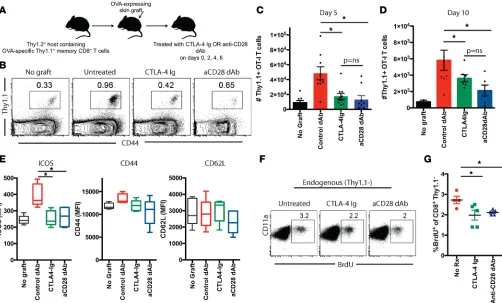 Figure 2. Selective CD28 blockade more potently attenuates the accumulation of donor-reactive CD8+CTLA-4 Ig.ing memory OT-I T cells