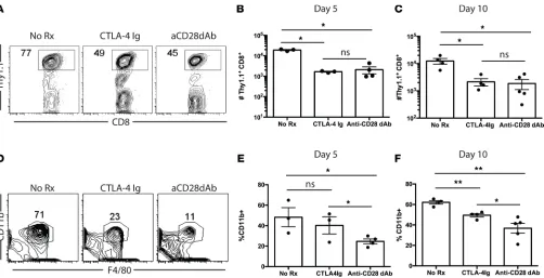 Figure 5. Selective CD28 blockade modulates recruitment of innate immune cells into allografts