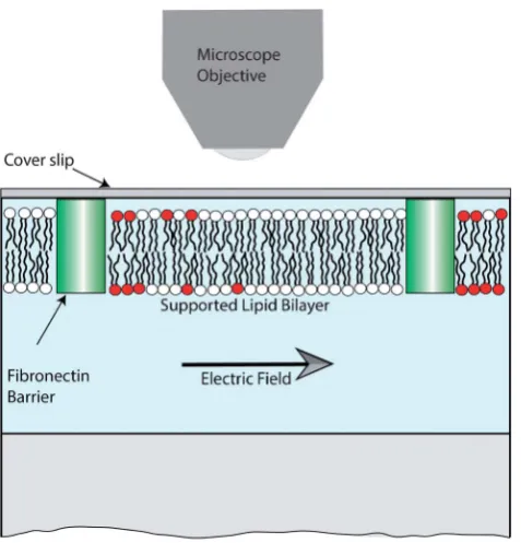 Fig. 1Schematic of the experimental setup. The patterned sBLM waspresent on the lower surface of a glass coverslip, sealed inside a Perspexﬂow-cell