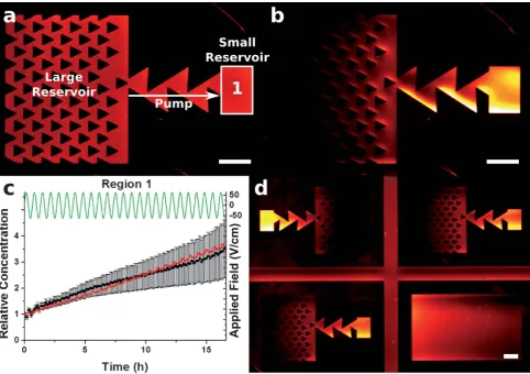 Fig. 4Fluorescence micrographs showing TR-DHPE being pumped between two reservoirs. Panel (a) shows the pattern before, and (b) shows the%