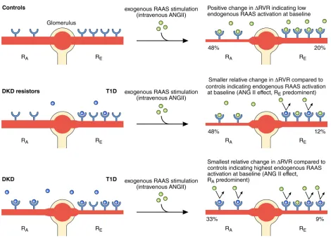 Figure 5. Endogenous RAAS activation in controls, DKD resistors, and DKD with T1D. ATbaseline occupying ATin participants with DKD, there is exaggerated presence of endogenous RAAS, both at the afferent and efferent arterioles at baseline, such that upon e