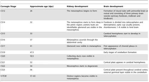 Table 1. Overview of renal and brain development time points in human embryogenesis.