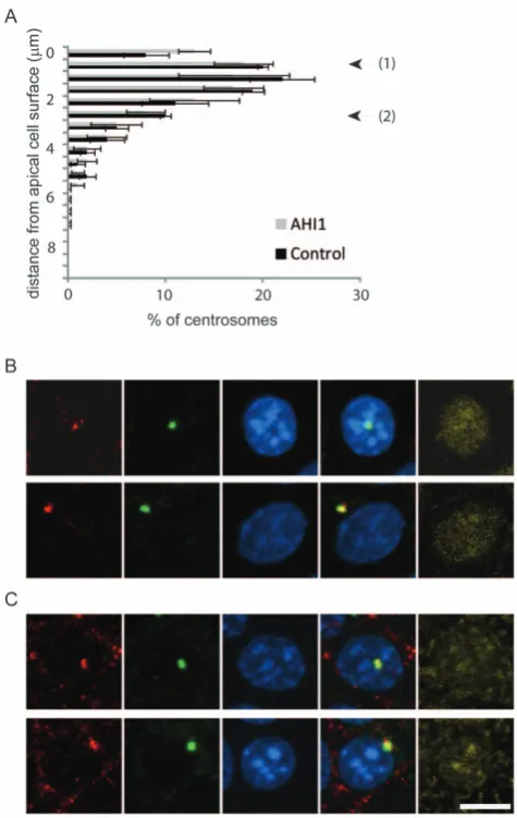 Figure 5. Cep290 does not require Ahi1 for localisation tocentrosomes.the upper 1.5–2and mid-cell positions used in B and C