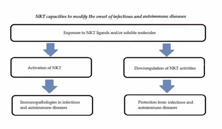 Figure 2. Schematic mechanisms of interaction of NKT in infectious and autoimmune diseases.