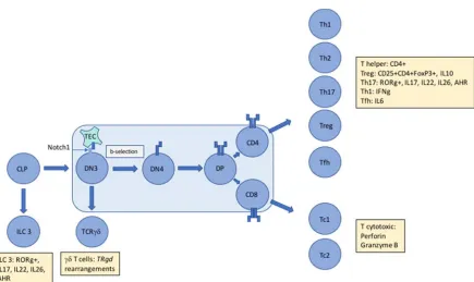 Figure 1. The unique immunophenotype of ALCL makes it difficult to assign an exact cellular origin with gene expression studies unable to divulge a distinct cell of origin
