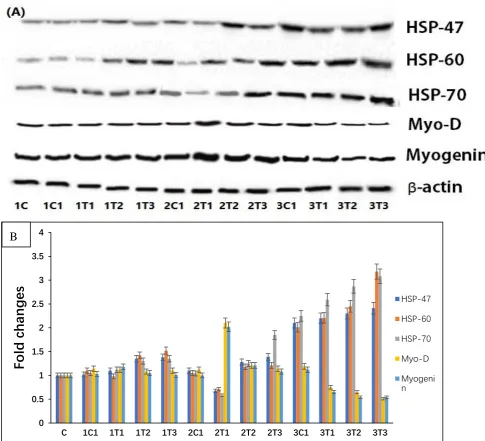 Figure 6. Effects of expression levels of L-Arg, HSP-47, HSP-60, and HSP-70 as well Myogenin and MyoD protein expressions in different stages of chicken embryos at different doses