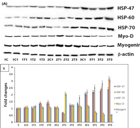 Figure 6. Effects of expression levels of L-Arg, HSP-47, HSP-60, and HSP-70 as well Myogenin and MyoD protein expressions in different stages of chicken embryos at different doses