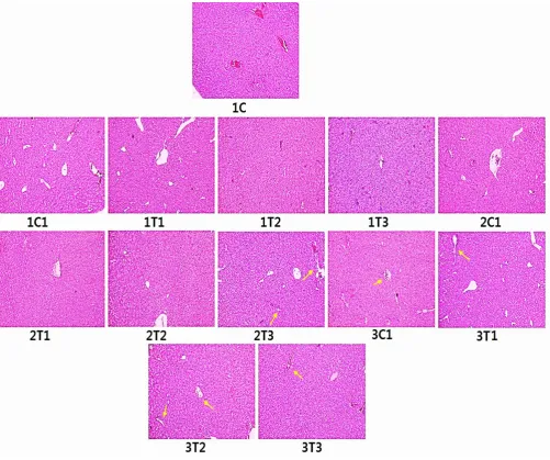 Figure 8. Histopathology of liver using hematoxylin and eosin straining. Sections from control chicks’ hepatic lobule have complete structure