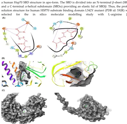 Figure 9. In silico docking analysis. (A) Binding interaction analysis of L-Arg with HSP, (B) Protein interaction pattern of HSP and 5OPW, and (C) L-Arg interfering between normal binding of HSP and 5XIR