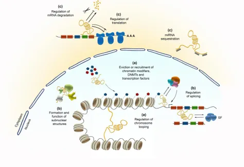 Figure 1: Potential functional diversity of lncRNAs in regulating transcription (a), posttranscriptional processes in the nucleus (b), as well as potential implications in interfering with translation (c) in the cytoplasm