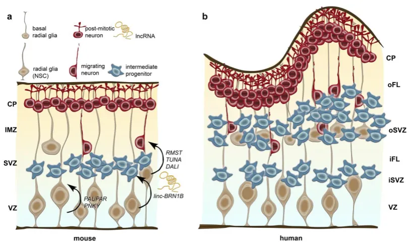 Figure 2:  Schematic illustration of neurogenesis in the mouse (a) and human cerebral cortex (b) and, potential implications of discrete lncRNAs