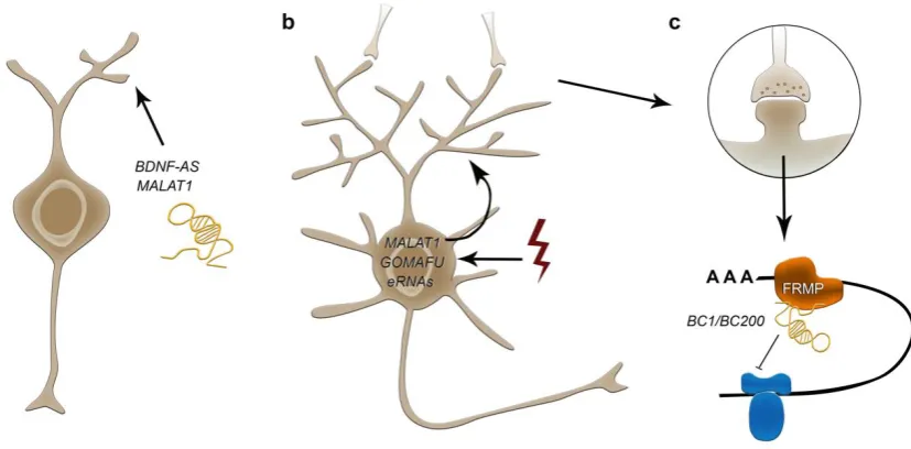 Figure 3: Potential roles of lncRNA in neurite outgrowth (a), activity induced synaptic function (b), and local translation in synapses (c)