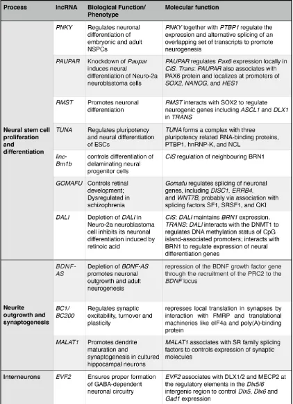 Table 1: List of lncRNA with putative function in neurogenesis and neuronal circuit formation 