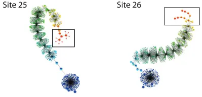Fig. 8. Scission point in the sCF dataset. The tail of the dataset (site25) has split into two clearly-deﬁned strands in site 26.