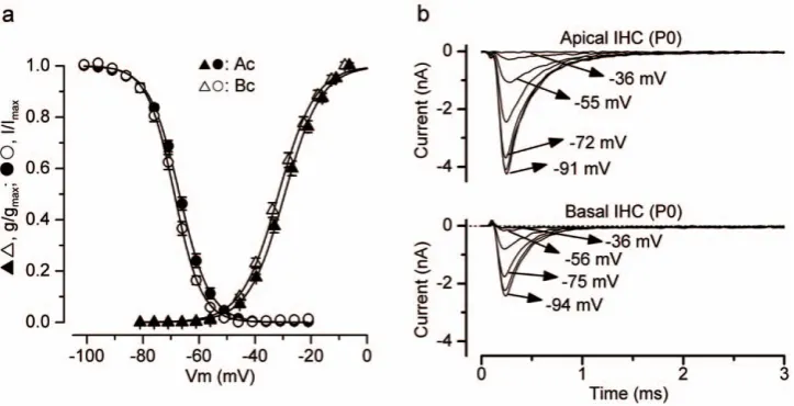 Figure 5. Activation and inactivation of the Na+pA.inactivation curves are: apical IHCs (IHCs (apical IHCs