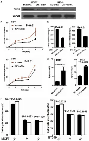 Figure 2. ZNF10 promotes proliferation and inhibits apoptosis of breast IDC cells. (A) ZNF10 expression decreased in MCF7 and BT549 cell lines transfect-ed with ZNF10 siRNA compared with the control group by Western blot analysis, respectively