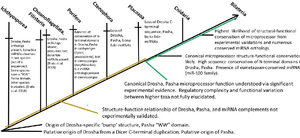 Figure 2. Cladogram describing current knowledge of microprocessor evolution within Holozoa