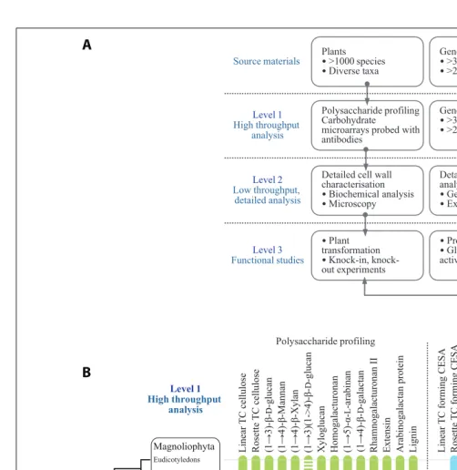 FIGURE 1 | (A) A multi-level approach is required to assess the occurrence ofcell wall polysaccharides and related genes throughout the plant kingdom.(B)diverse plant species and results from mining genomes and transcriptomesfor cell wall-related GTs