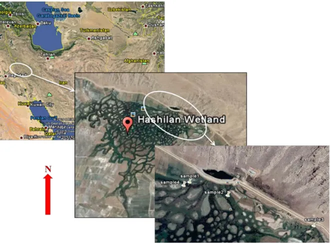 Figure 1. Location of the study area and sampling points in Hashilan wetland, Northeast Kermanshah, Iran