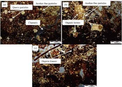 Figure 6. Thin section images of core sample 4 in PPL light. (a) Part 4-1 (0 - 10 cm): fine Aeolian particles and quartz minerals in different; (b) Part 4-2 (10 - 20 cm): fine Aeolian sediments over organic residues; (c) Part 4-3 (20 - 30 cm): decomposed a