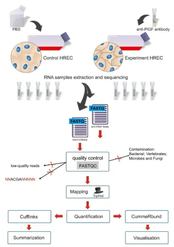 Figure 2. Present study workflow pipeline. The pipeline of RNA-Seq analysis uses TopHat to align RNA-seq reads, Cufflinks to assemble and estimate the relative transcript abundance and cuffmerge for Cufflinks assemblies, and CummeRbund for visualization an