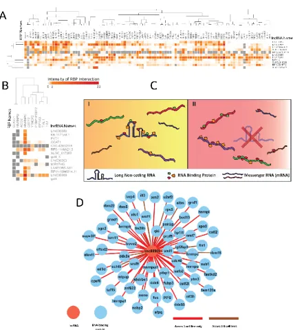 Figure 4. as an RBP sponge.spliced in corresponding lncRNA knockdown. Figures 4A and 4B showcase the lncRNAs knocked down in respective cell lines A) K562 and B) HeLa and the resulting proximal RBP interaction intensity