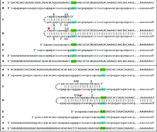 Figure 4.  Detection of chimeric junction sequences and of 5’-truncated polyurydilated mRNA sequences encoding  and  globin chains and the projected Two-Tier pathways of their generation