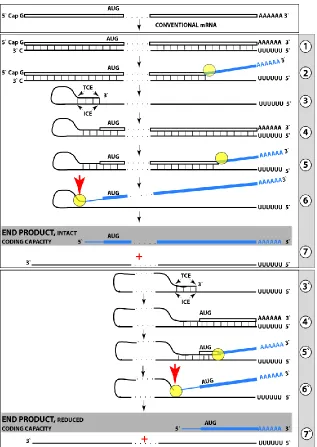 Fig. 5. RNA-dependent mRNA amplifica-tion can result in a 5’-truncated molecule encoding C-terminal fragment of a conventionally encoded polypeptide