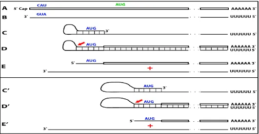 Figure 7. RNA-dependent mRNA amplification process may enhance protein-encoding information content of a conventional mRNA and generate polypeptides non-contiguously encoded in the genome