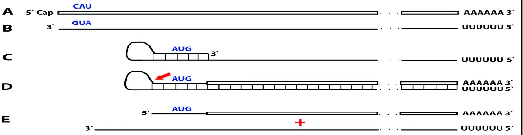 Figure 8. RNA-dependent mRNA amplification process may activate a dormant protein-encoding information and generate polypeptides non-contiguously encoded in the genome