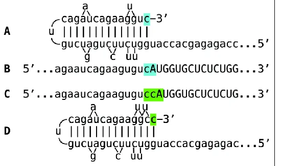 Figure 10. RNA-dependent RNA polymerase can transcribe the cap “G” of mRNA. Data shown is adopted from Figure 4, top panel