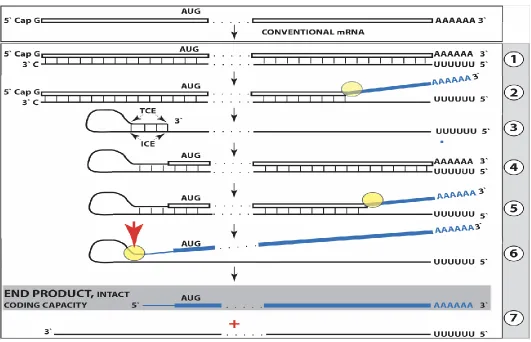 Figure 1.  Projected steps in RdRp-facilitated and antisense RNA-mediated amplification of mammalian mRNA with chimeric RNA end product retaining the intact coding capacity of conventional mRNA