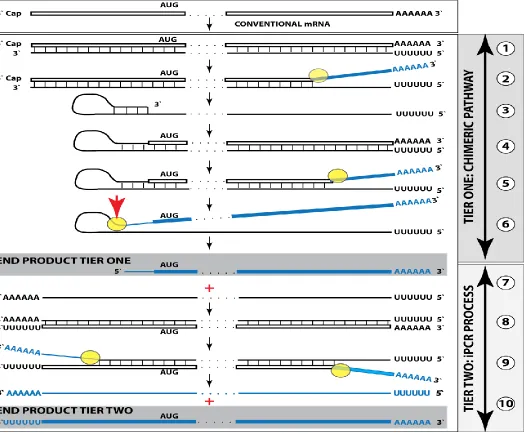 Figure 3.   RNA-dependent mammalian mRNA amplification as a Two-Tier process. Top panel: conventional, genome-originated mRNA molecule
