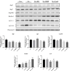 Figure 7. Effects of habitual exercise and combination of BG plus HMB on the expression levels of autophagy-related proteins